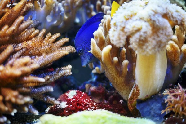 How to Plan a Self-Cleaning Fish Tank Setup as Part of Home Decor?